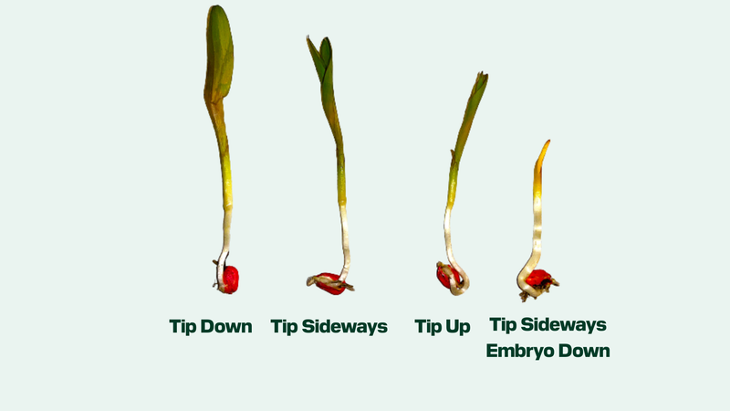 ArrowTube
